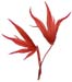 JKAcer palmatum (red #CB976