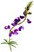 JKLupinus (Lupine flower)