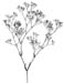 JKStatice latifolium